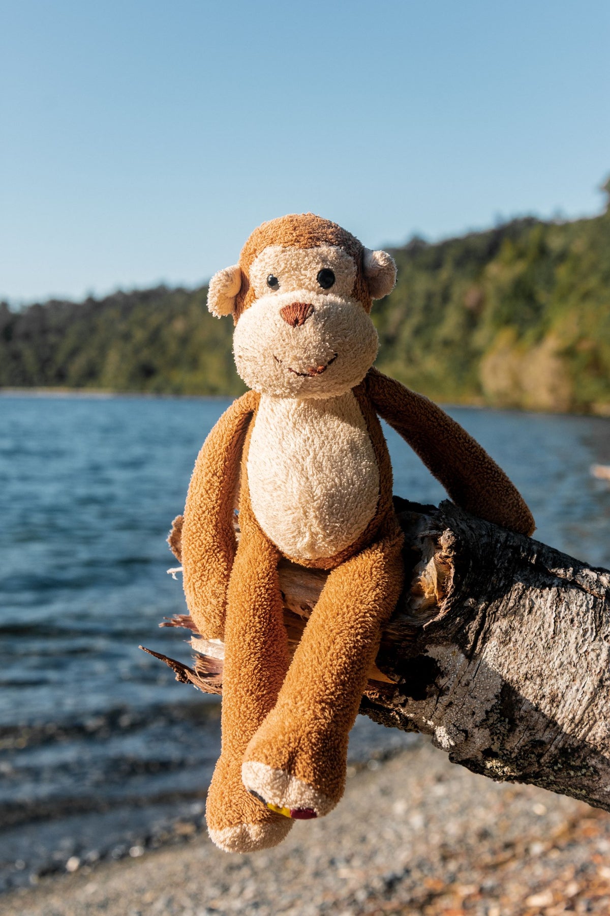 Collection peluche singe Image